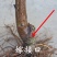 新品种巨王蜜杏树苗，适合南北方种植，果个大甜度高！