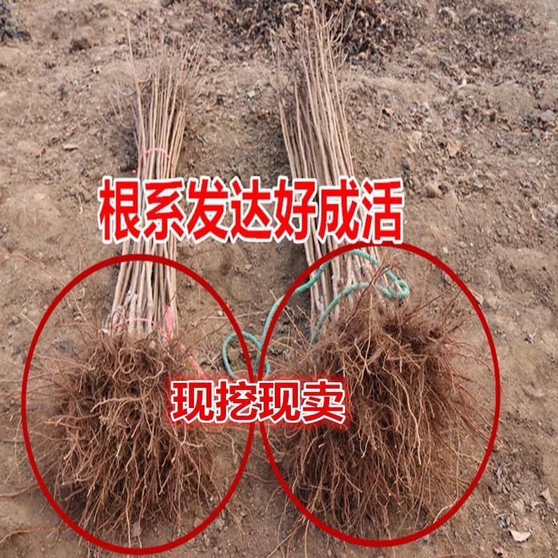 新品种巨王蜜杏树苗，适合南北方种植，果个大甜度高！