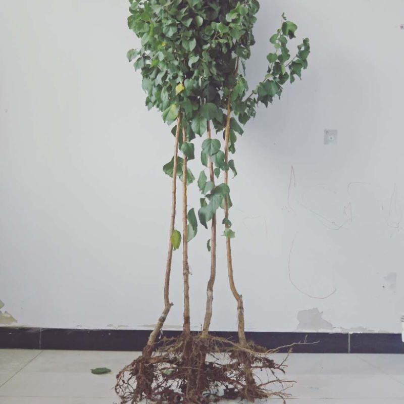 新品种巨王蜜杏树苗，适合南北方种植，果个大甜度高！