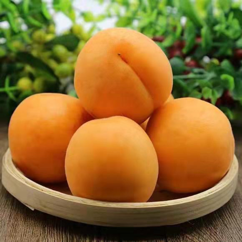 新品种巨王蜜杏树苗，适合南北方种植，果个大甜度高！