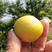 珍珠油杏苗适合南北方种植包邮，口感脆甜，丰产性强！