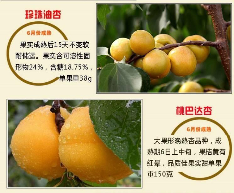珍珠油杏苗适合南北方种植包邮，口感脆甜，丰产性强！