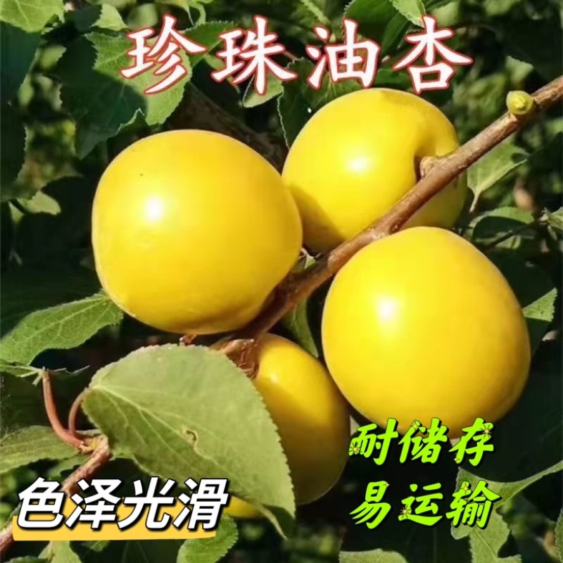 珍珠油杏苗适合南北方种植包邮，口感脆甜，丰产性强！