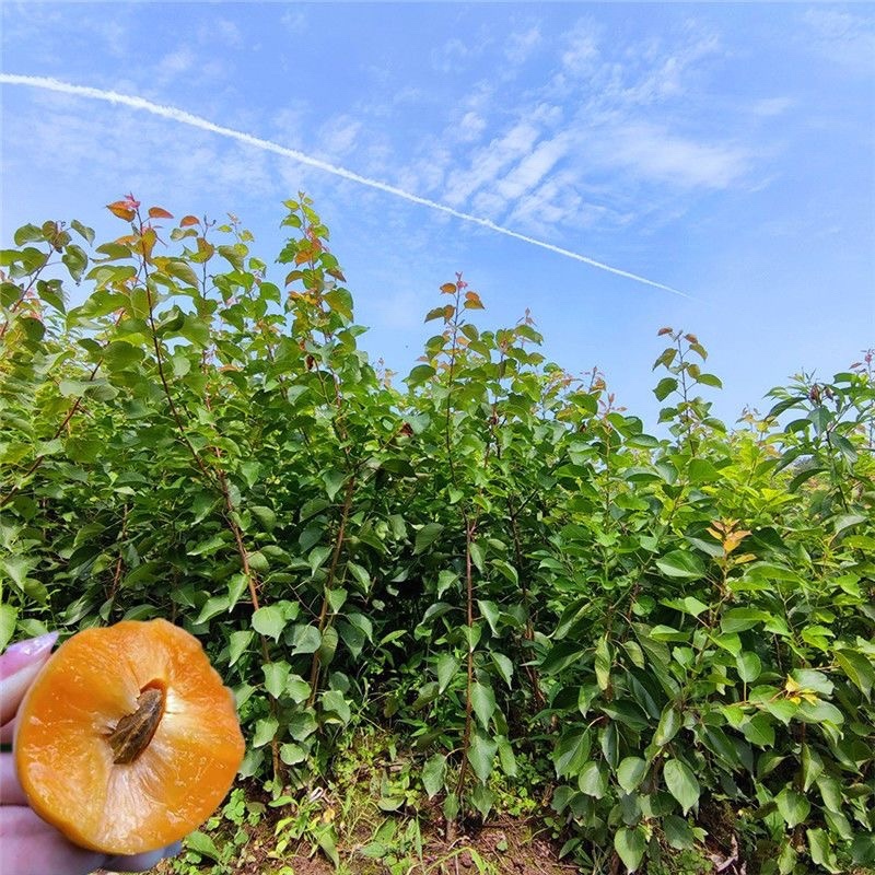 珍珠油杏苗适合南北方种植包邮，口感脆甜，丰产性强！