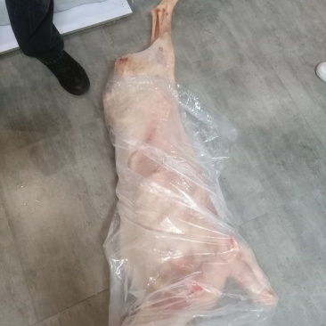 内蒙带皮酮体