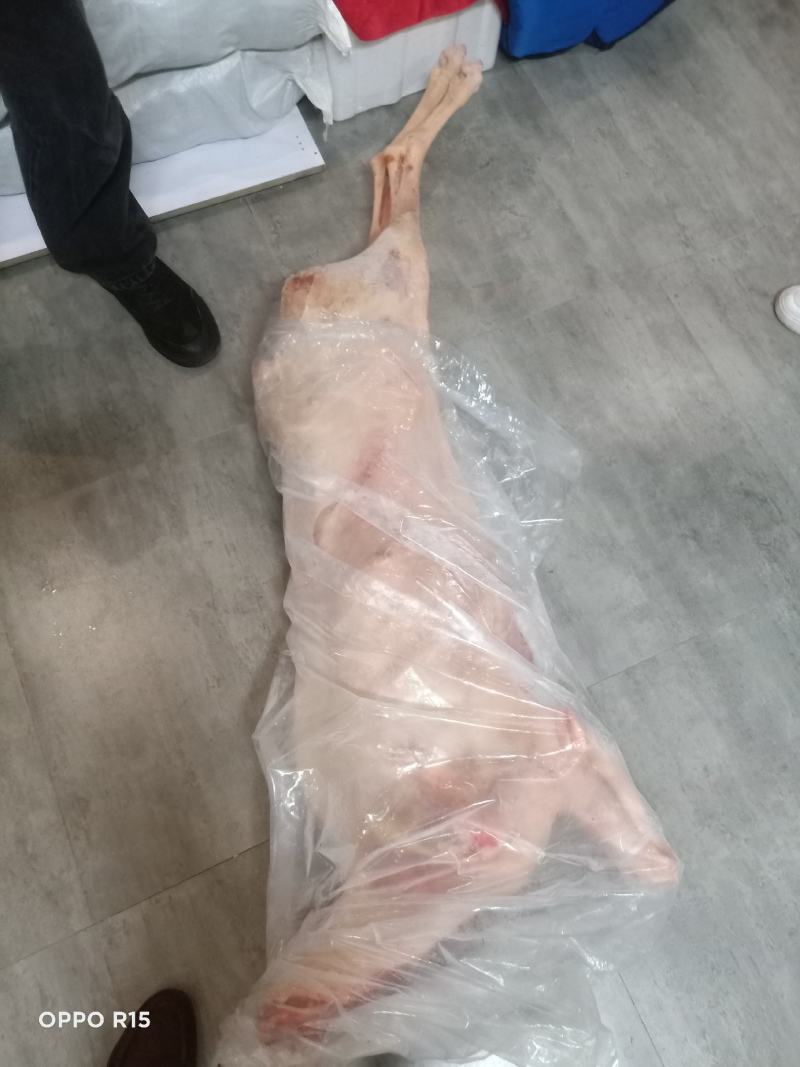 内蒙带皮酮体