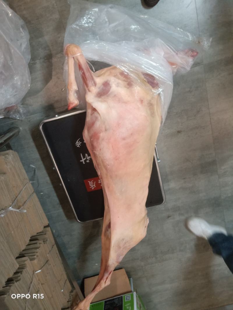 内蒙带皮酮体