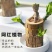 巴西木水养幸运木水培盆栽格鲁特可发芽办公室内外