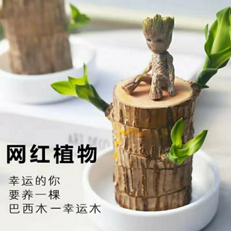 巴西木水养幸运木水培盆栽格鲁特可发芽办公室内外