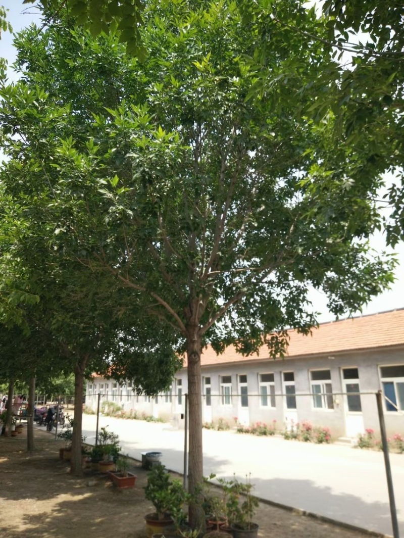 12到19公分白蜡/白蜡清地/苗圃处理白蜡/白蜡