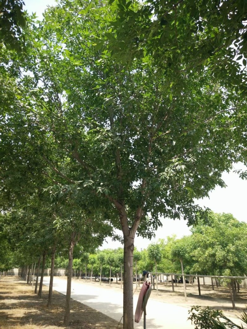 12到19公分白蜡/白蜡清地/苗圃处理白蜡/白蜡