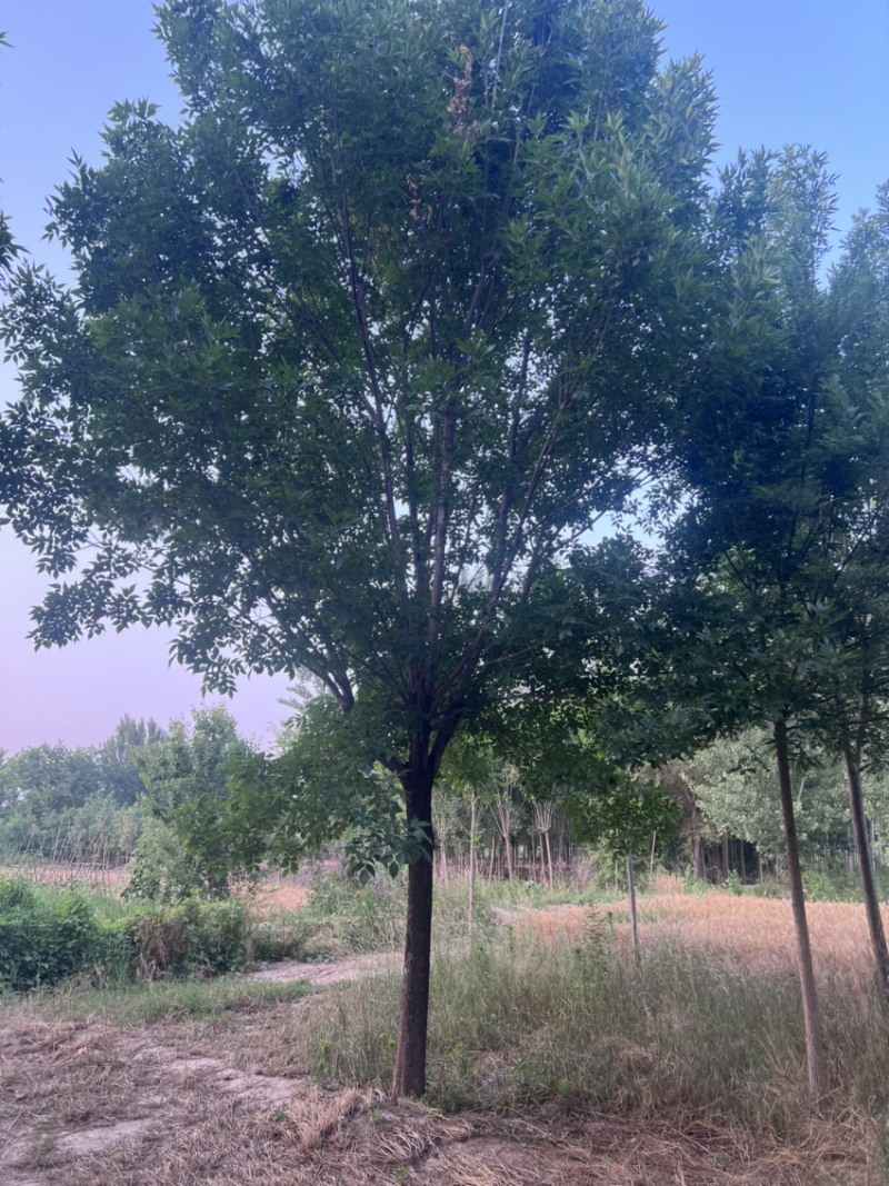 12到19公分白蜡/白蜡清地/苗圃处理白蜡/白蜡