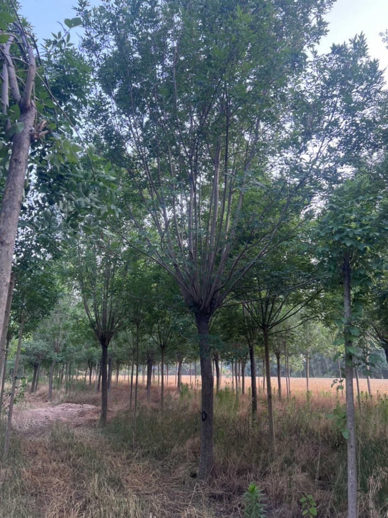 12到19公分白蜡/白蜡清地/苗圃处理白蜡/白蜡