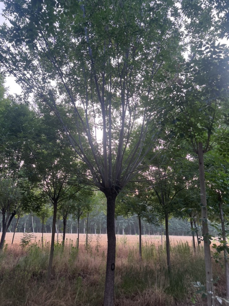 12到19公分白蜡/白蜡清地/苗圃处理白蜡/白蜡