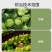 20%噻虫高氯氟噻虫嗪高氯氟氰菊酯蚜虫菜青虫杀虫剂农药