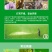 20%噻虫高氯氟噻虫嗪高氯氟氰菊酯蚜虫菜青虫杀虫剂农药