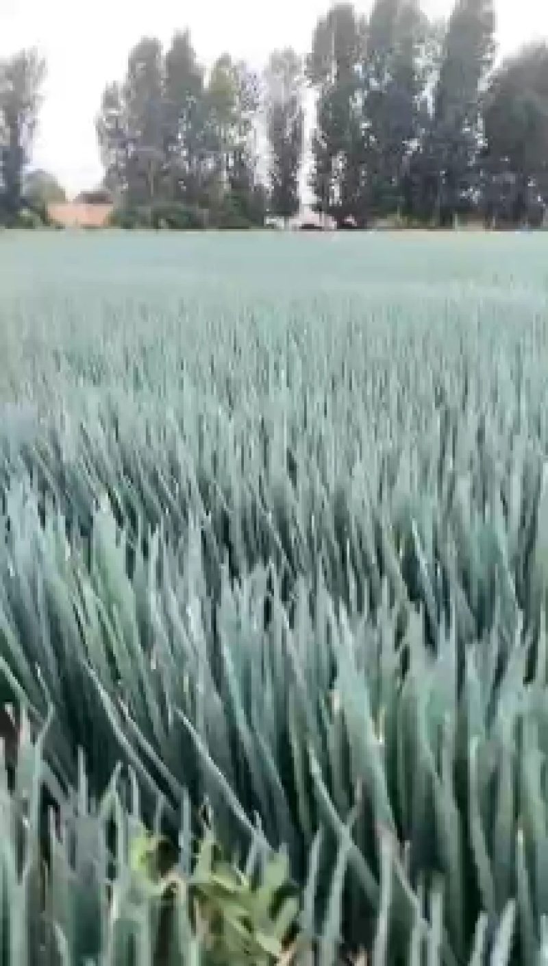 2呼兰葱苗，吉林葱苗，拜泉葱苗，绥化葱苗，辽宁葱苗，