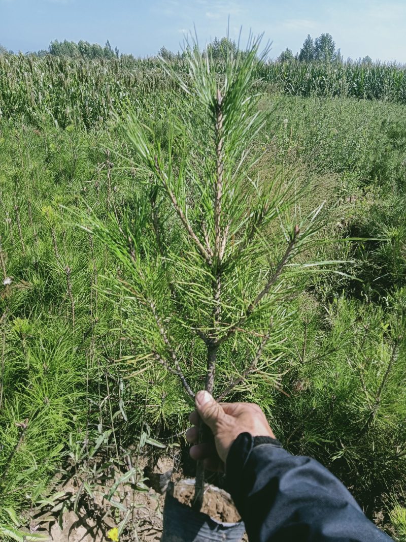 油松，各种杯型杯型都有，需要高度可质询。