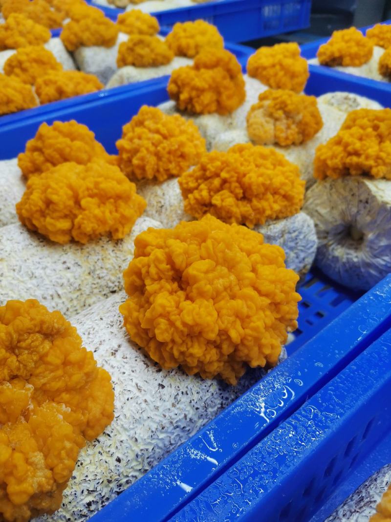 金耳菌厂家供货品质保障货源充足支持一件代发