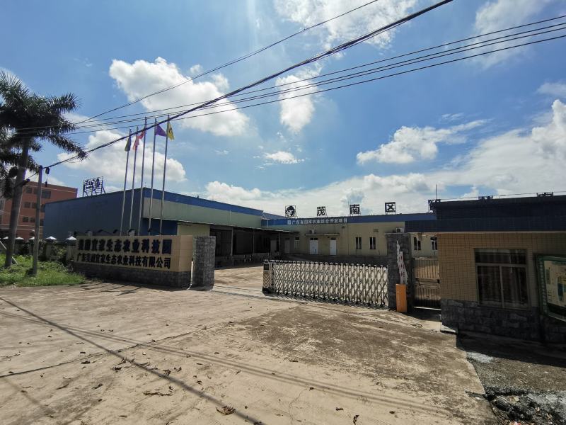 金耳菌厂家供货品质保障货源充足支持一件代发