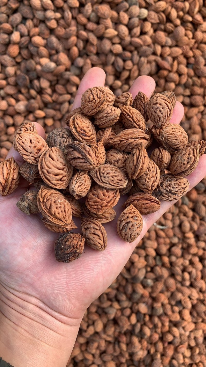 毛桃胡190粒，产地自产