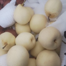 大鸭梨