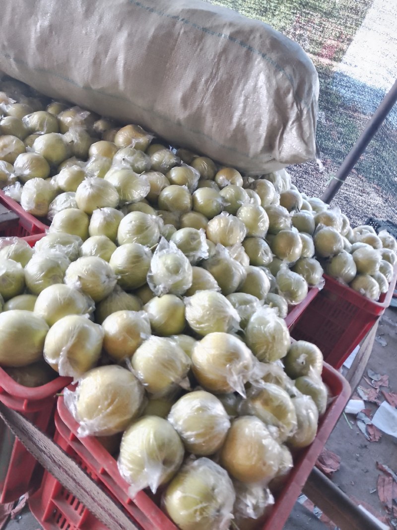 大鸭梨