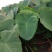 兴化红芽龙香芋头自产自销大量供应批发量大从优惠