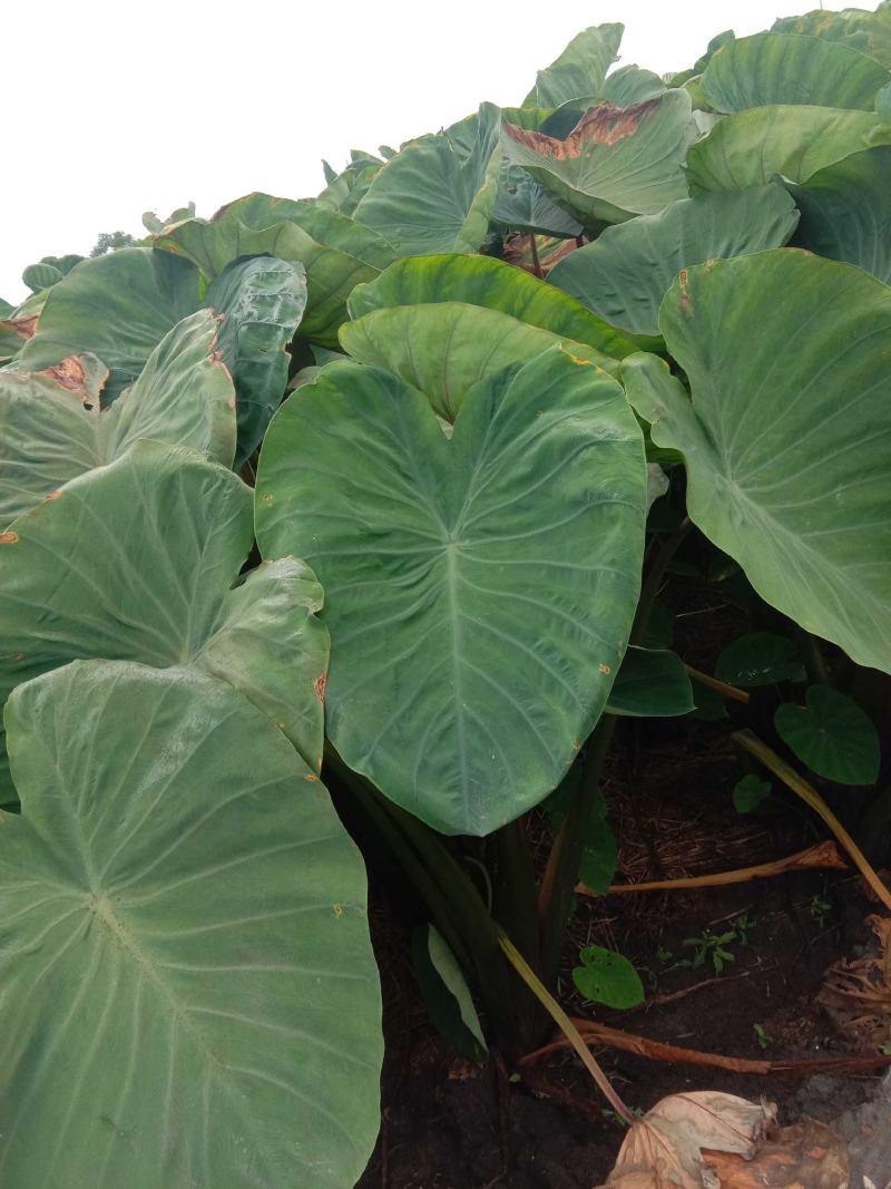 兴化红芽龙香芋头自产自销大量供应批发量大从优惠