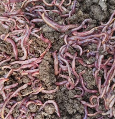 太平二号红蚯蚓活体,跟蚯蚓干