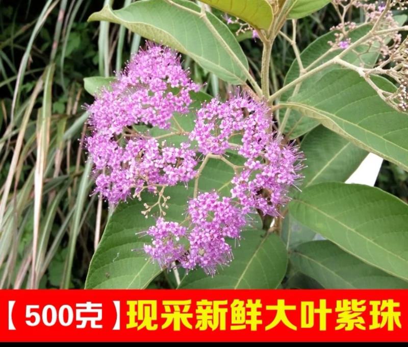 紫珠