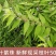 紫珠