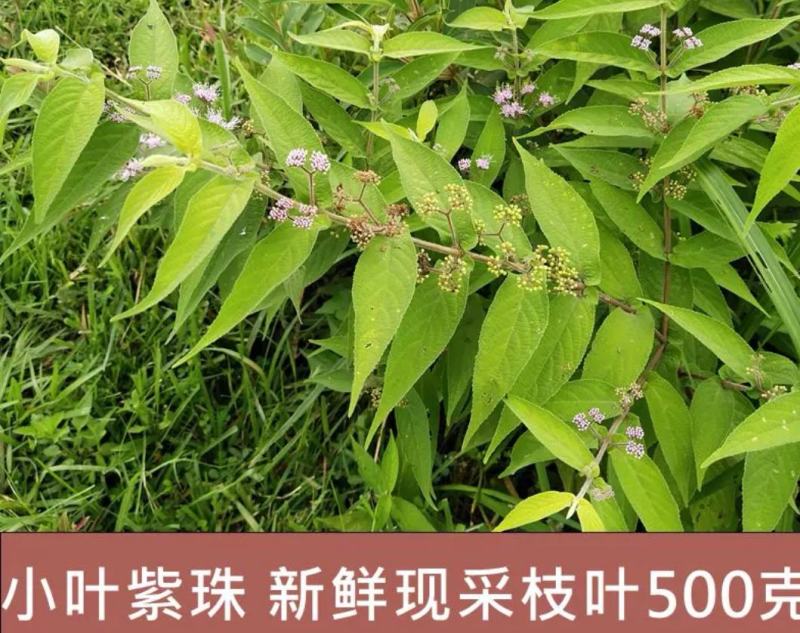 紫珠