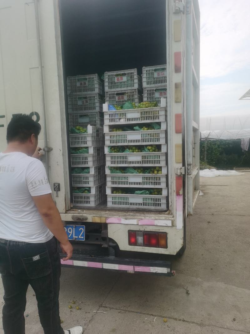 精品阳光玫瑰采摘中，欢迎联系