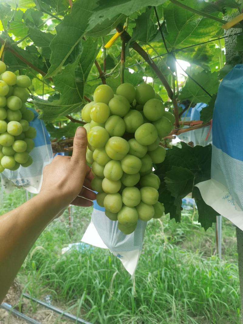 精品阳光玫瑰采摘中，欢迎联系