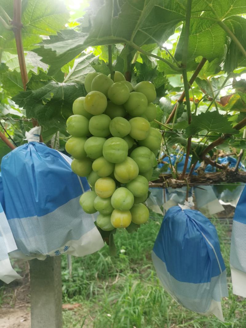 精品阳光玫瑰采摘中，欢迎联系