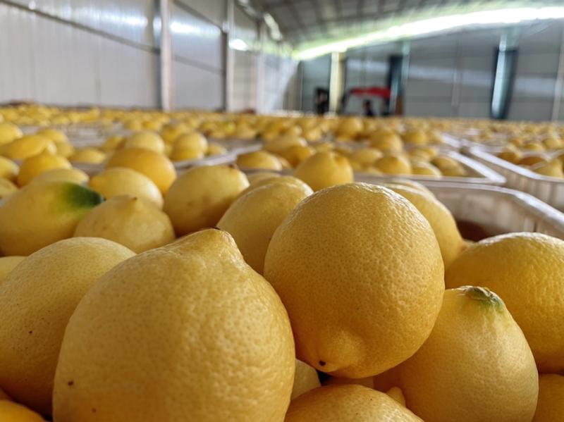 优力克黄柠檬日产80吨/电商一件代发/各大平台可现场直播