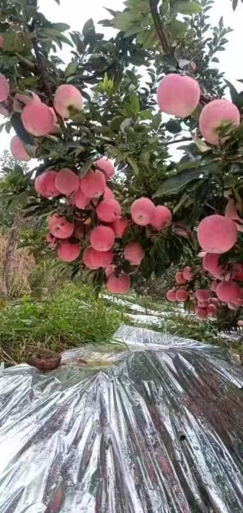 《热卖中》栖霞红将军苹果上市了脆甜可囗，产地直发欢迎致电