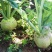 【价格真实】芥菜疙瘩叶芥菜芥菜头袋装散装规格齐全欢来电