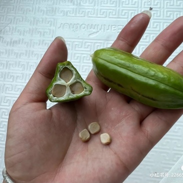 鸢尾种子根茎