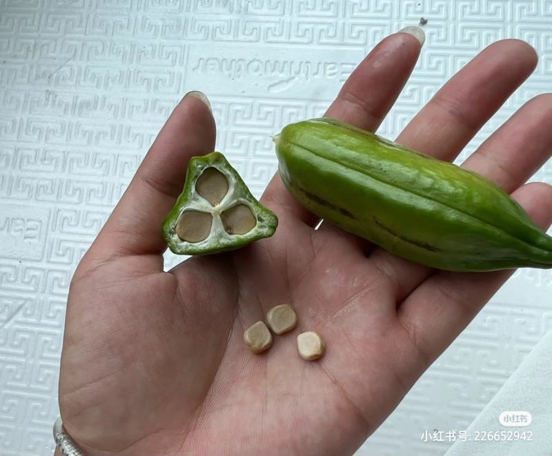 鸢尾种子根茎