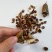 鸢尾种子根茎