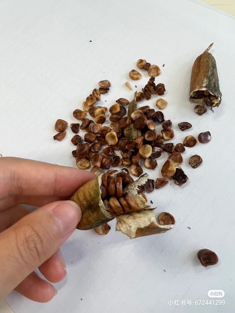 鸢尾种子根茎