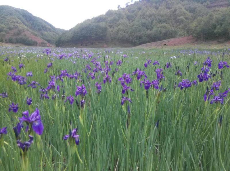 鸢尾种子根茎