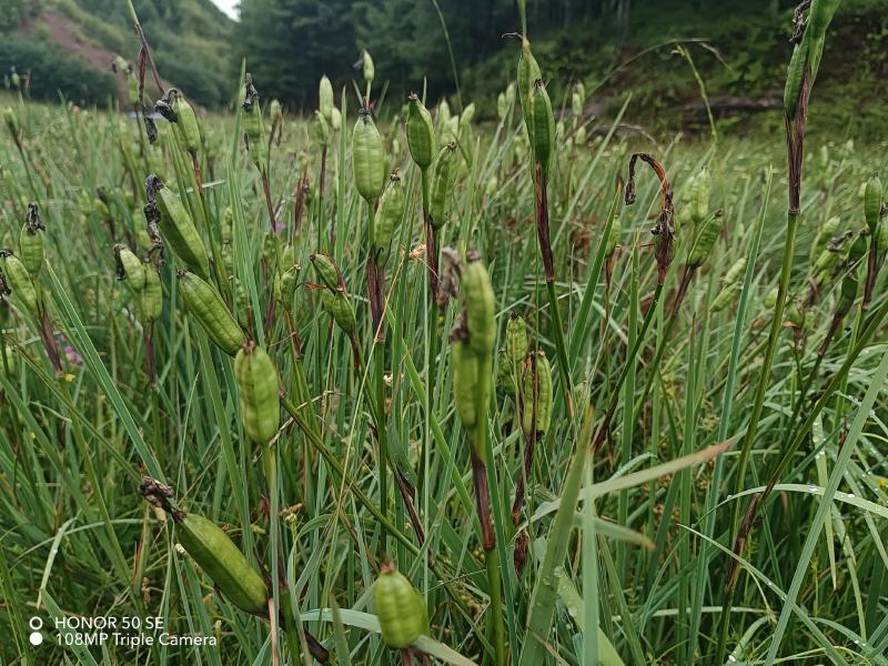 鸢尾种子根茎