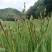 鸢尾种子根茎