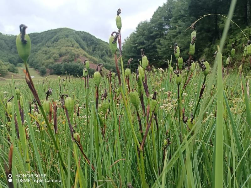 鸢尾种子根茎