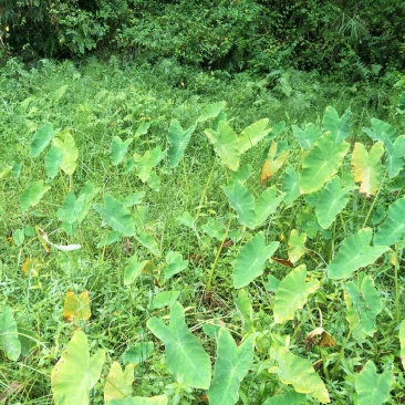 野生芋头，水芋，自然生长无化肥农药污染，有需求可联系我哦