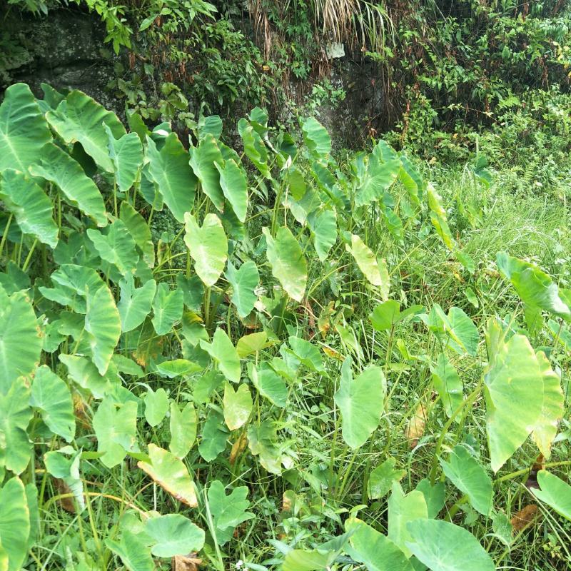 野生芋头，水芋，自然生长无化肥农药污染，有需求可联系我哦