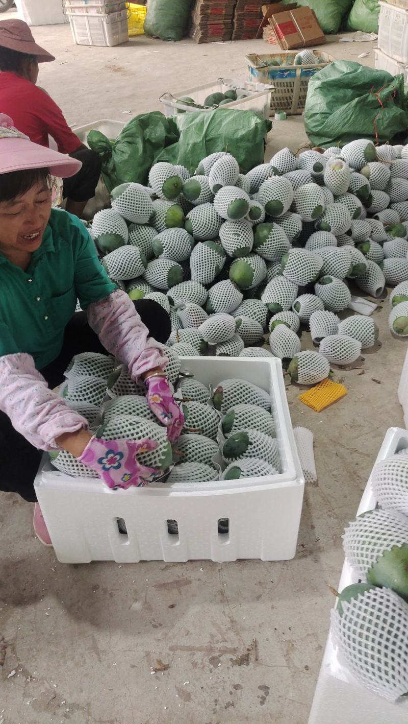 正宗攀枝花凯特大大芒果！资阳仓！产地均可整车供应链